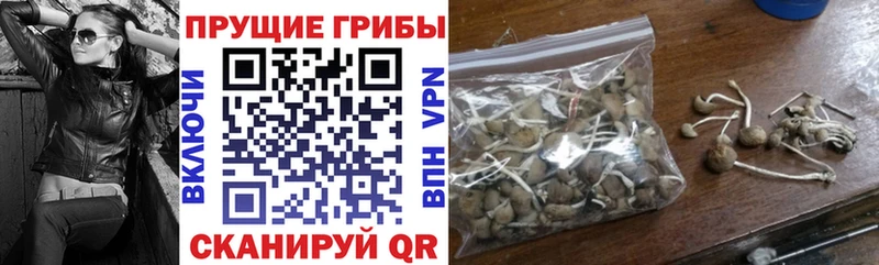 где купить наркотик  Кологрив  блэк спрут рабочий сайт  Псилоцибиновые грибы Cubensis 